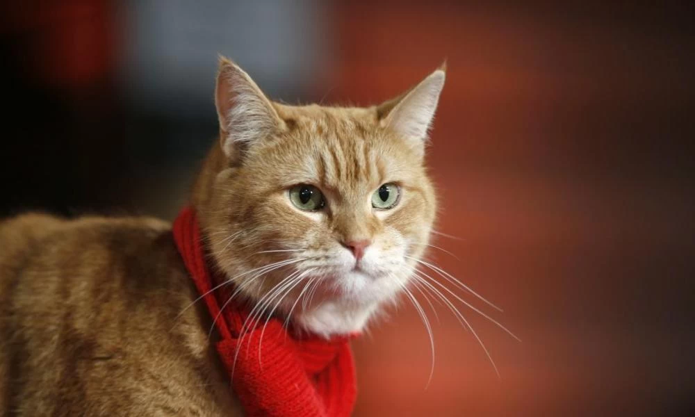 Παναμάς: Συνελήφθη...«ναρκογάτος» έξω από τις φυλακές